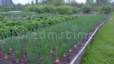 种植洋葱和草莓的种子在农场，园艺和农业概念。