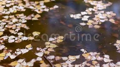 黄色的秋叶在水面上，<strong>宁静</strong>而<strong>宁静</strong>的池塘，倒影，秋天的自然在夕阳下，<strong>悲伤</strong>的喜怒无常