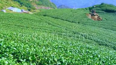 美丽的绿<strong>茶</strong>作物花园以蓝天和云彩排场，为鲜<strong>茶</strong>产品背景设计理念，复制空间