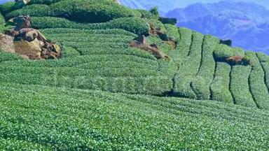美丽的绿茶作物花园以蓝天和云彩排场，为鲜茶产品背景设计理念，复制空间