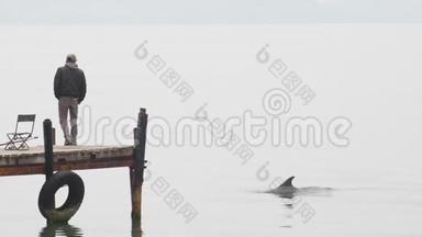 海豚`鱼鳍在一个木墩和一个游客旁边