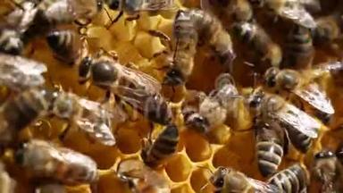 米斯特雷斯蜂群在夏天蜂王每天可产1000个鸡蛋。 是蜜蜂繁殖所必需的..