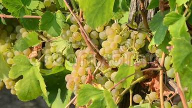 葡萄藤上的一串葡萄在日落时生长在葡萄园里。 夏末葡萄上的白葡萄酒葡萄。 收获和葡萄酒