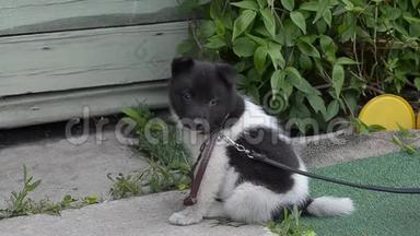 可爱有趣，小斑点小狗坐在花园里的皮带上