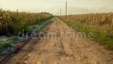 玉米地之间的乡村道路