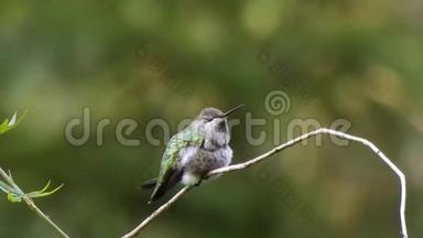 夏天，小绿蜂鸟坐在藤蔓上