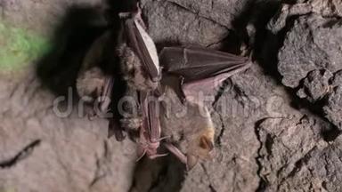 在一个很深的洞穴里进行了语音调查。 一群棕色的小蝙蝠正睡在山洞的天花板上。 野生蝙蝠