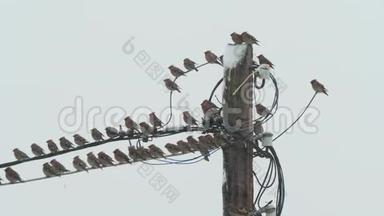 在多云的雪天，鸟儿的蜡像坐在电线上。