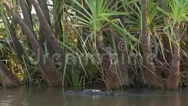 一只<strong>游动</strong>的咸水鳄鱼的跟踪镜头