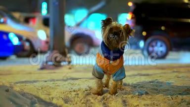 约克郡的猎犬穿着橙色羽绒服，晚上在一条下雪的城市街道上迷路了。 汽车要开了，他在找
