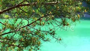 美丽的松枝在盛夏.. <strong>库存</strong>录像。 松山湖。 针叶树枝的背景