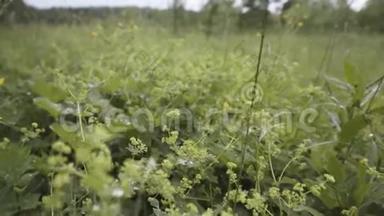 用柔软的花瓣上的小水滴把田野里的绿草合上。 库存录像。 夏季背景，上午