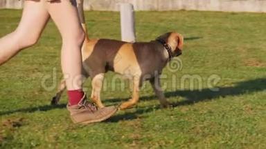 女人的腿和可爱的狗在青草上奔跑