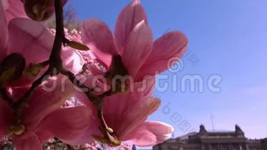 春天盛开的粉红色玉兰树花朵，花的背景，花蕾在温暖的晴天在蓝天上绽放。 纳纳