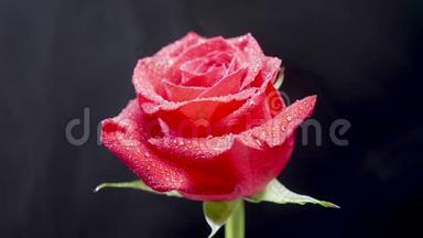 白色的小烟云在一朵红玫瑰上移动，花瓣上有晶莹剔透的水滴