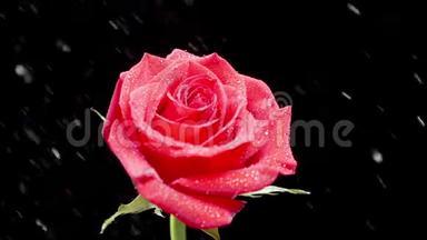 从黑色背景上美丽的红玫瑰的一侧<strong>落下</strong>的<strong>水滴</strong>