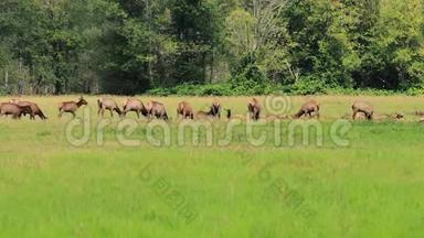 在<strong>华盛顿</strong>州的大草地上成群的麋鹿群和鸟群