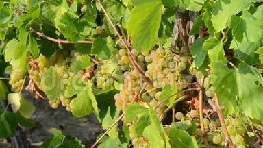 葡萄藤上的一串葡萄在日落时生长在葡萄园里。 夏末葡萄上的白葡萄酒葡萄。 收获和葡萄酒