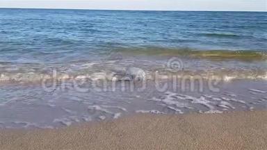 水母在海滩上被冲走，美杜莎被海滩上的海浪抛到一边