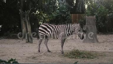 动物园里的斑马。 动物园里的非洲斑马在4K内吃东西，摇尾巴