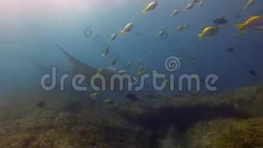 和平的曼塔射线组游泳和黄鱼学校海洋生物。 阳光明媚的蓝色大海