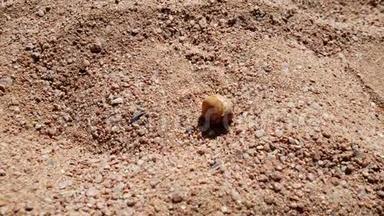 特写4k小螃蟹爬在海边的热沙上的镜头