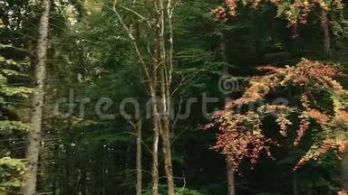 一览山林绿景.. 摄像机沿着森林移动，有绿色和黄色的树。