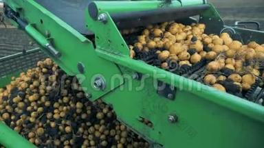拖拉机输送机在一个场地上移动土豆，关闭。