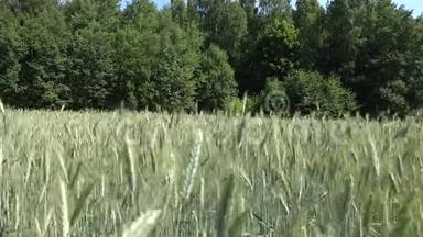 谷物的耳朵在靠近森林的<strong>农田</strong>中随风移动。 4K