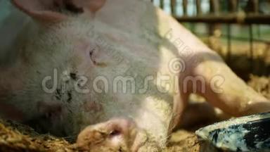 家<strong>猪猪</strong>母猪睡觉，猪在笼子里的轮廓特写或细节粉红色鼻子，繁殖上