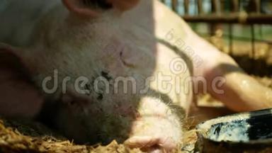 家<strong>猪猪</strong>母猪睡觉，猪在笼形特写或细节粉红色鼻子，繁殖生物有机