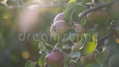 日落时苹果树上挂满了红苹果。 红苹果长在树枝上。 用金色阳光柔和地聚焦苹果