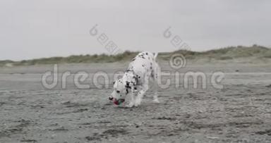 特写镜头用一个小球在沙滩上玩滑稽的达尔马提亚狗，镜头前用一个小球玩可爱的达尔马提亚
