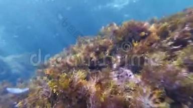 海底的鱼、水母和藻类在海礁之间的海底爬行