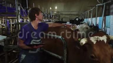 年轻的农场工人在牛棚里抚摸一头牛。