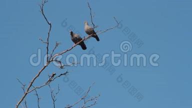 鸽子盘旋在树枝上求偶