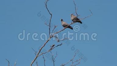 鸽子盘旋在树枝上求偶