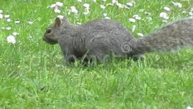 一只明亮可爱的灰松鼠在雏菊花的绿草地上走来走去，2019年