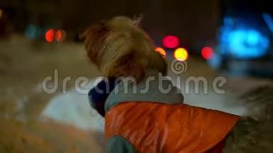 约克郡的猎犬穿着橙色羽绒服，晚上在一条下雪的城市街道上迷路了。 他找到了主人然后叫了起来