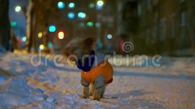 约克郡猎犬穿着橙色羽绒服，晚上站在雪城的街道上。 他找到了主人和快乐的奔跑