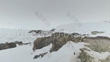 南极洲企鹅点景观鸟瞰