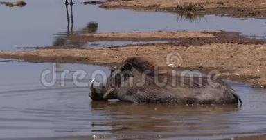 Warthog，phacochoerus aethiopicus，成人洗浴，肯尼亚内罗毕公园，实时
