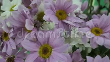 特写一束菊花，配上一束<strong>浅</strong>紫色和白色的菊花，相机在一个周围飞舞