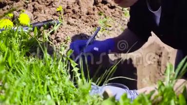 草地科学家生态学家采集土壤样本