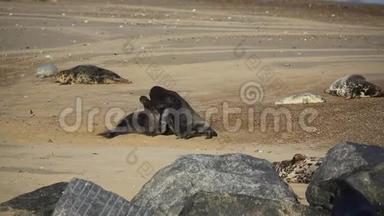 在英国诺福克的一个海滩上，两头大型的灰色海豹公牛，halichoerusgrypus。
