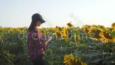 农民女孩在向<strong>日</strong>葵田用平板电脑检查盛开的向<strong>日</strong>葵，计划<strong>收获</strong>。 农业概念。