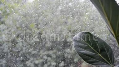 窗外阴雨天气恶劣的榕树叶片