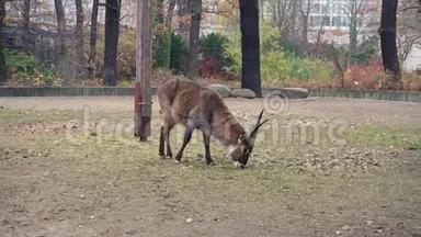 羚羊在柏林动物园吃草，4K镜头。