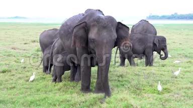 一<strong>家家</strong>有宝宝的大象围着白鹭吃草