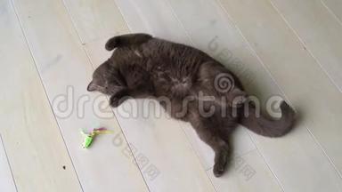 懒洋洋的棕色英国短发猫躺在地上玩老鼠玩具。 玩猫玩它的猎物老鼠